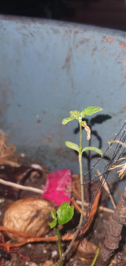 World smallest. Week 5