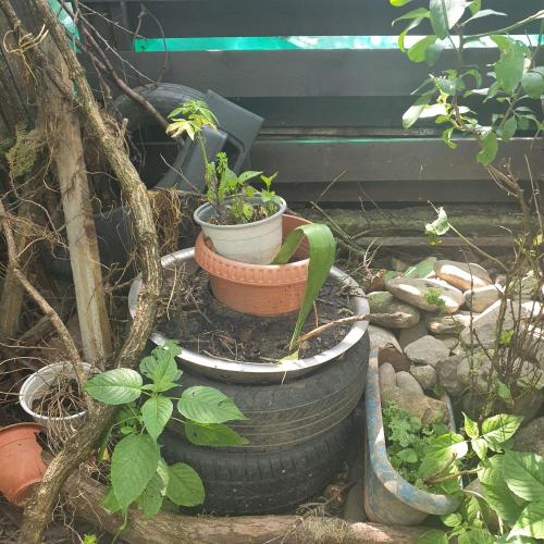 Mellisa. Week 7 - moved to da flowering setting, itz a better atmosphere