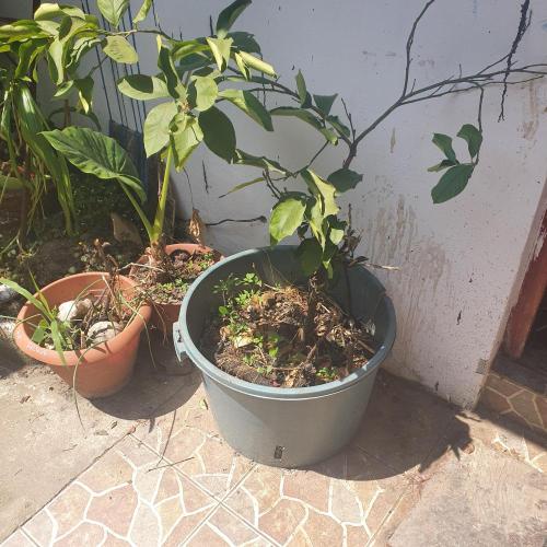 World smallest. Week 6