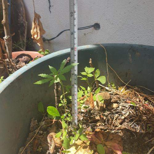 World smallest. Week 6