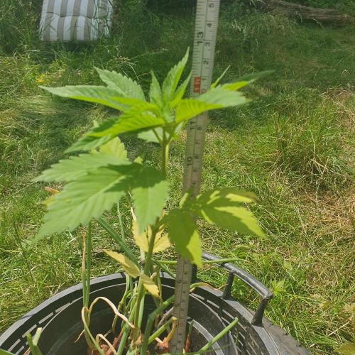 Ramona. Week 6 - sure did grow