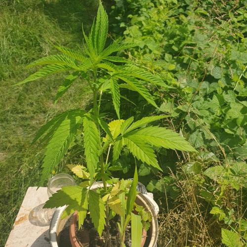 Kobra. Week 7