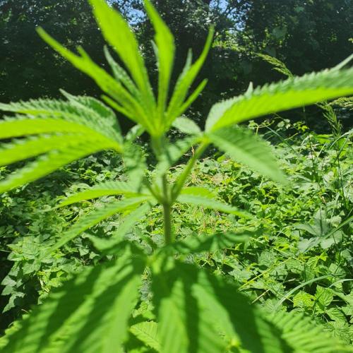 Kobra. Week 8 - good ol summer vibez 
