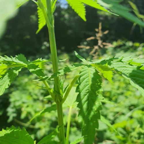 Kobra. Week 8 - look at dem branches poppin