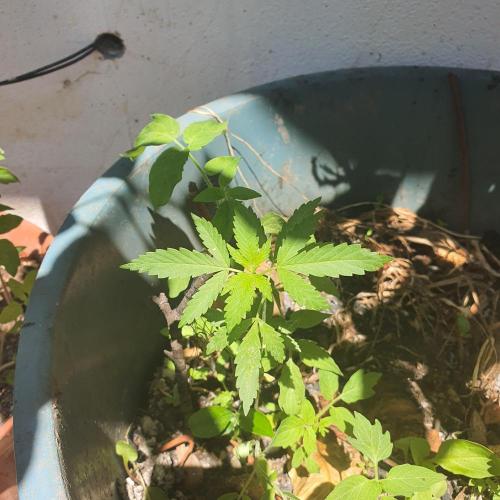 World smallest. Week 7 - sunshine iz here for good