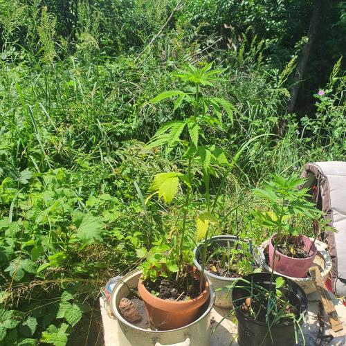 Mellisa. Week 8 - chillin & growin ya know'