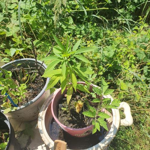 AlX VLD. Week 8 - Just a little bitty pot plabt