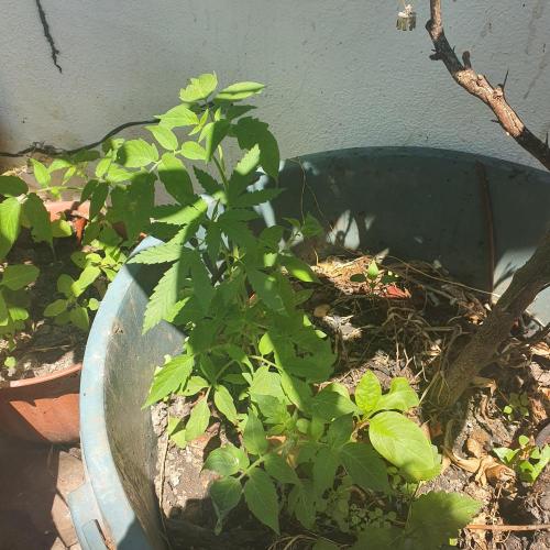 World smallest. Week 8