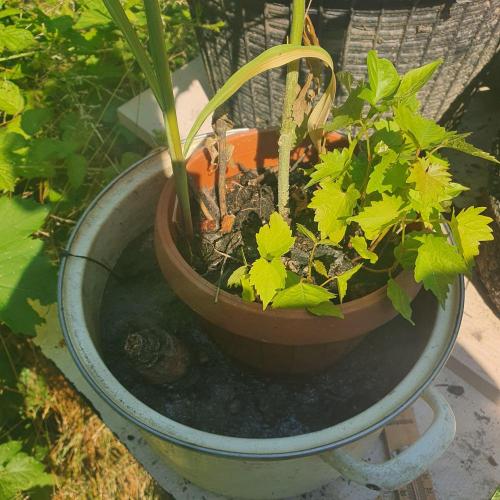 Kobra. Week 9