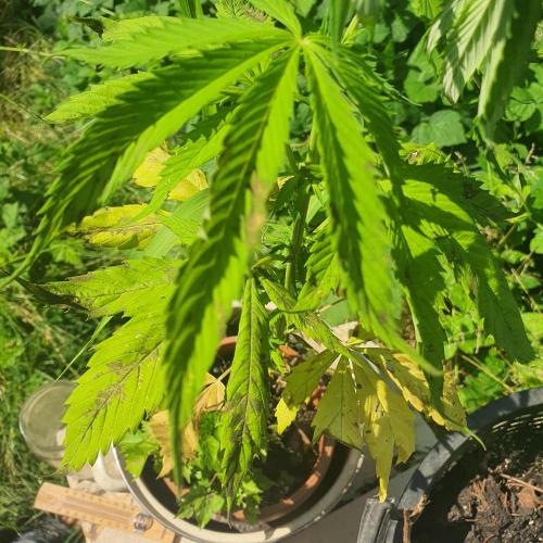 Kobra. Week 9