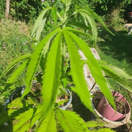 Kobra. Week 9