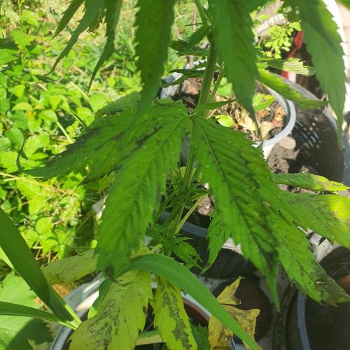 Kobra. Week 9