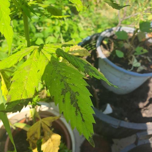 Kobra. Week 9