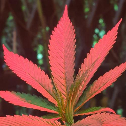 Ramona. Week 9