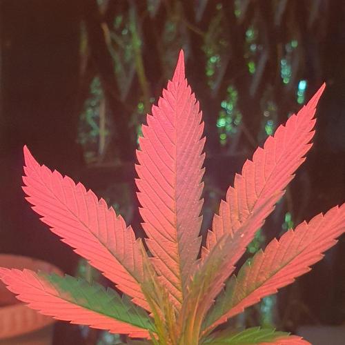 Ramona. Week 9