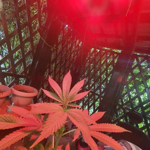 Ramona. Week 9