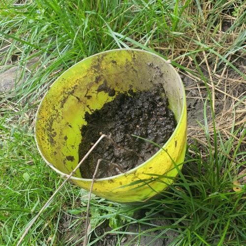 Alice & Mysty. Week 0 - special high bio activity dirt
