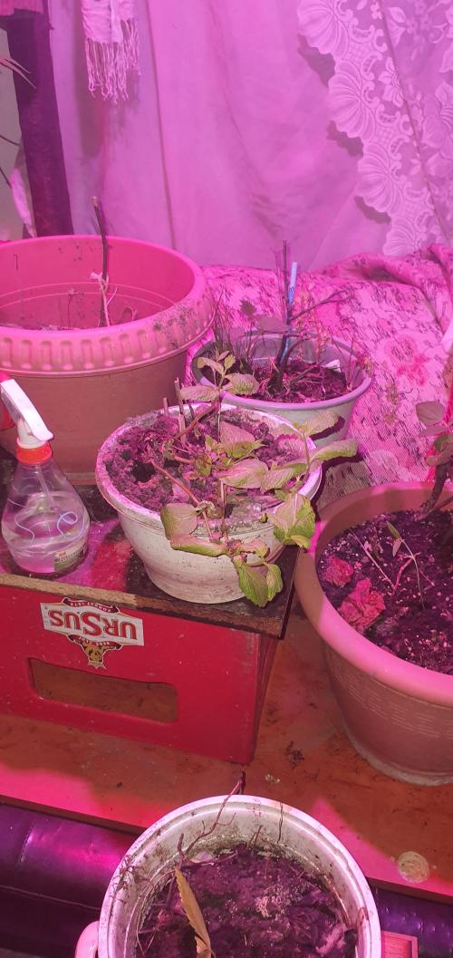 early queen. Week 1