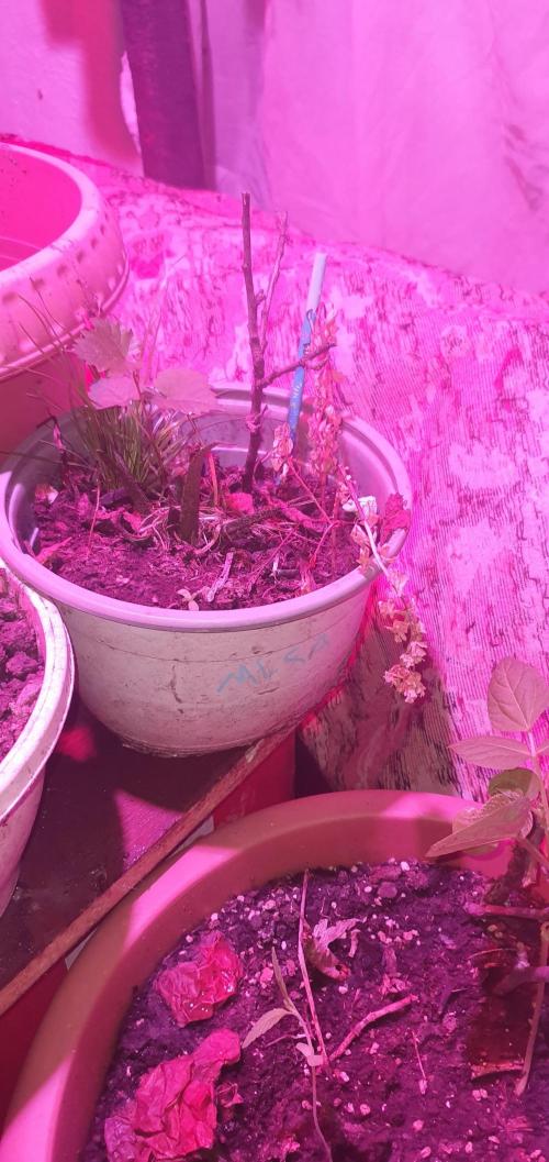 Experiment 408 & 405. Week 0
