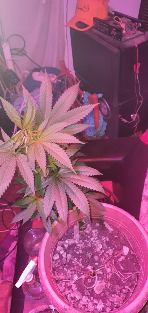 Ramona. Week 11