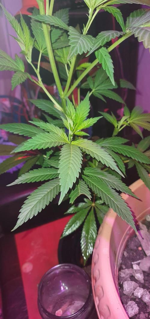 Black Mint Gelato #7. Week 11