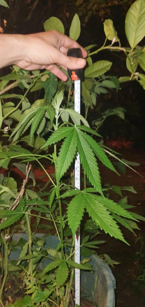 Lemon Tree. Week 13