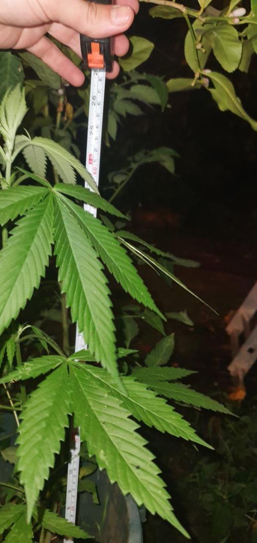 Lemon Tree. Week 13