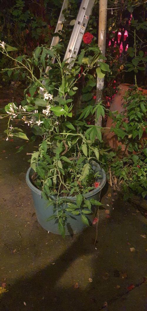 Lemon Tree. Week 13