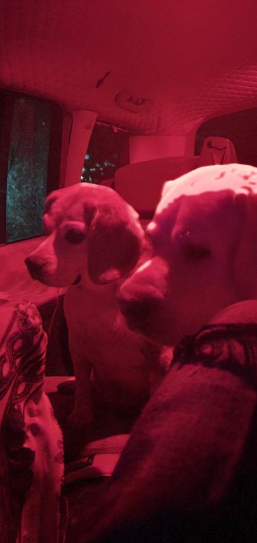 Ramona. Week 14 - dogs r just like'