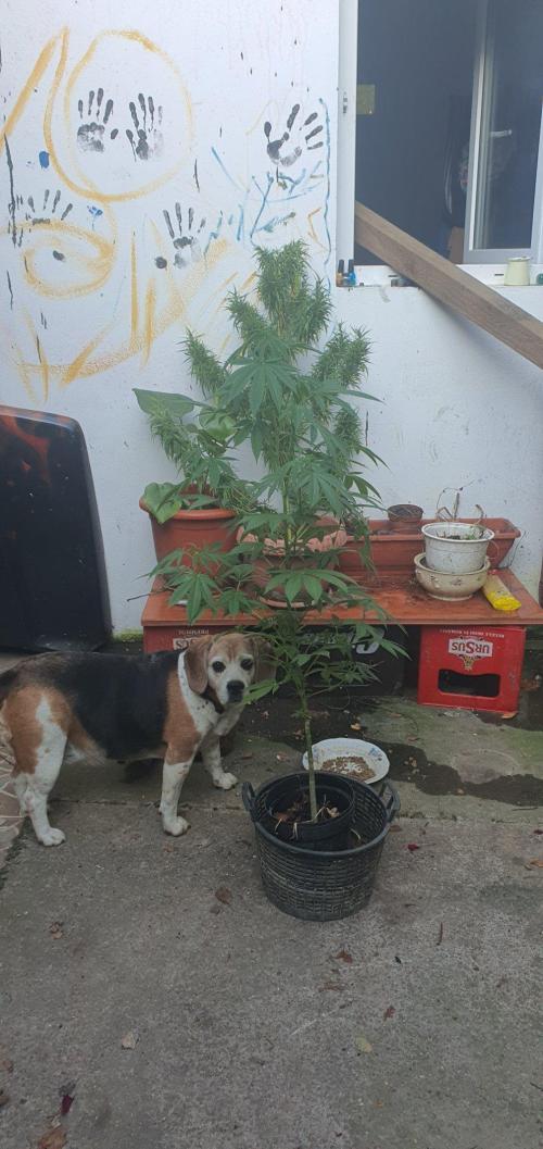 Ramona. Week 14 - maybe I managed to pollinate it with this field canepa ?