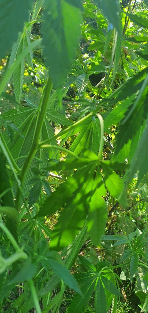 Ramona. Week 14
