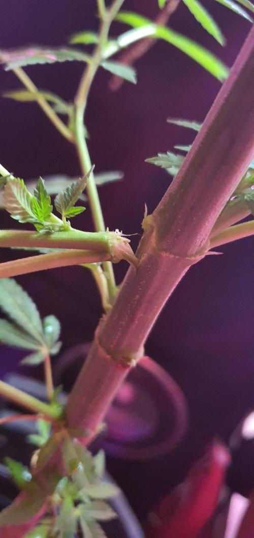 Experiment 408 & 405. Week 3 - stemz