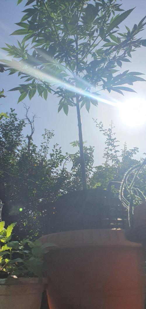 Ramona. Week 16 - good ol sunshine