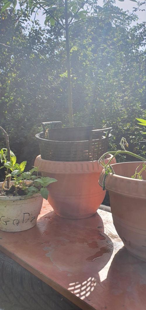 Ramona. Week 16 - see New Potter for da Pot