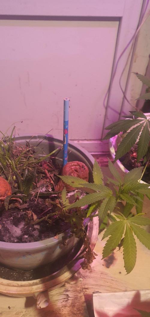 Experiment 408 & 405. Week 4