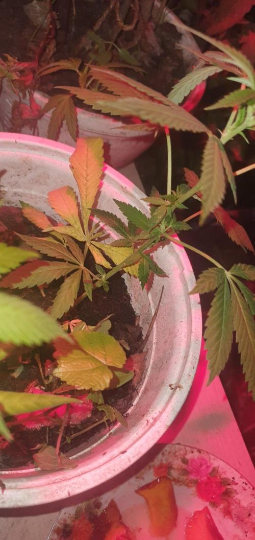 Experiment 408 & 405. Week 4 - Da clones are doing Great ! 