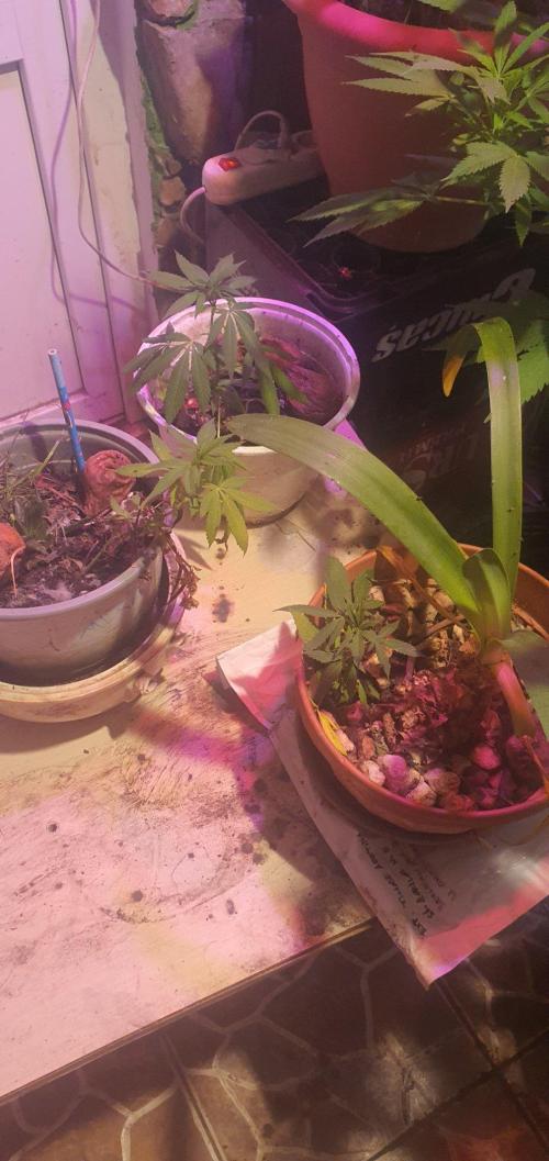 Experiment 408 & 405. Week 4 - See nice and healthy !