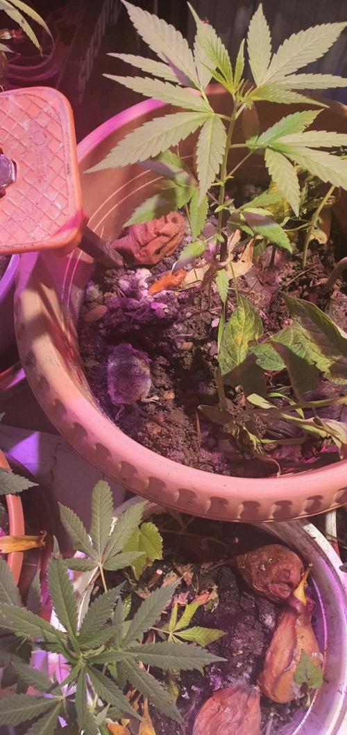 Alice & Mysty. Week 6 - Fed to da plant