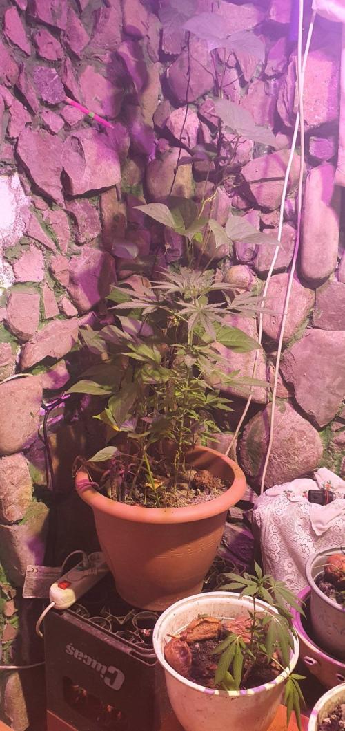 Alice & Mysty. Week 6 - Mysty iz an indoor plant now