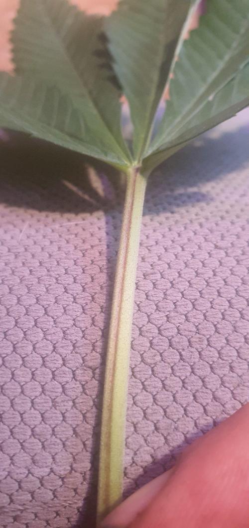 Lemon Tree. Week 15 - racing stripe!