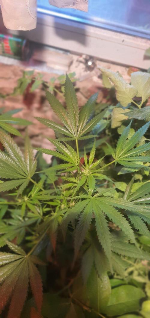 Lemon Tree. Week 16