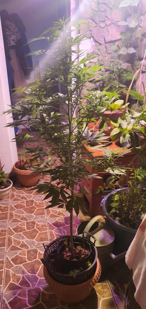 Ramona. Week 17