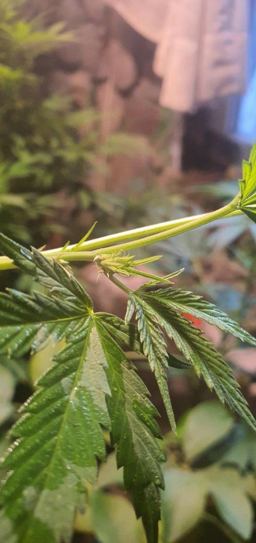Lemon Tree. Week 17 - 💎hhhmm dis bud iz mine 💎