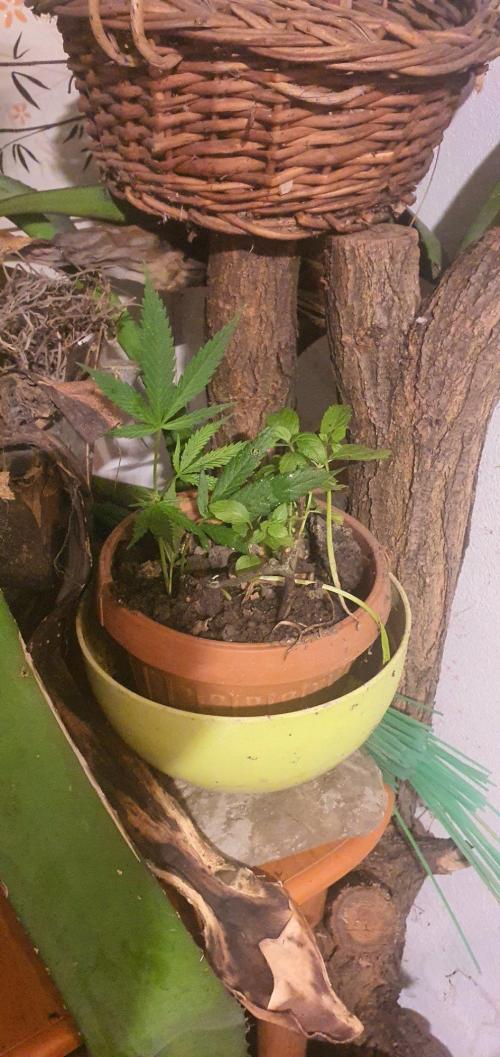 Lemon Tree. Week 17 - one clone