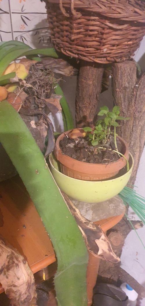 Lemon Tree. Week 17 - one hole