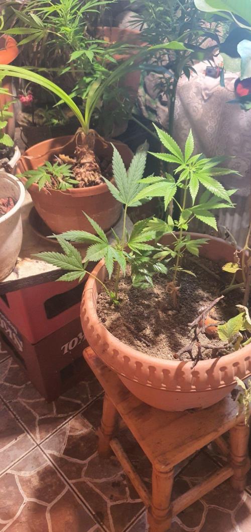 Lemon Tree. Week 17 - 2 clone