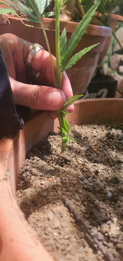 Lemon Tree. Week 17 - in da sand plz for extra conductuvity