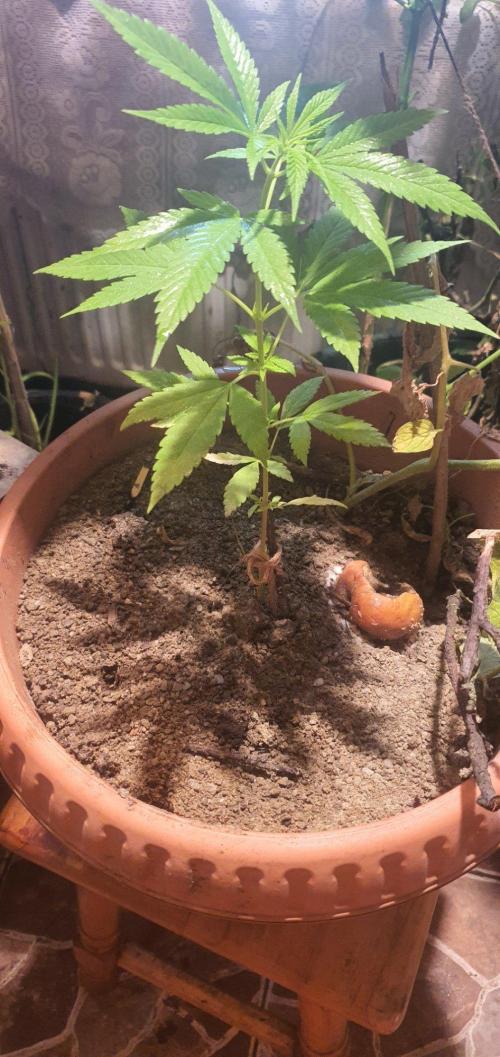 Lemon Tree. Week 17 - another hole