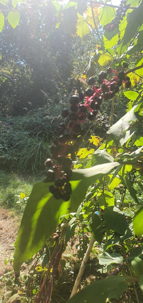 Alice & Mysty. Week 8 - pokeWeed it's still weed 