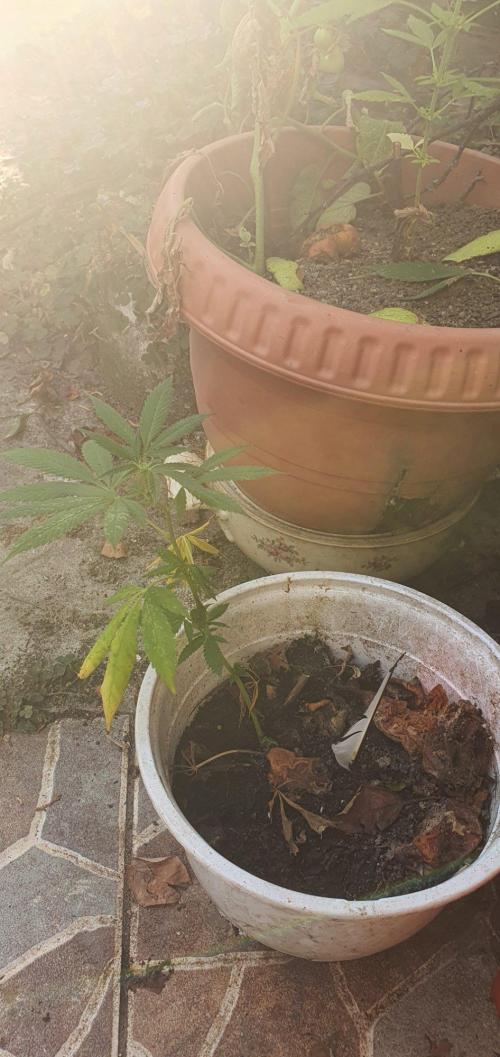 Experiment 408 & 405. Week 6 - clone 2